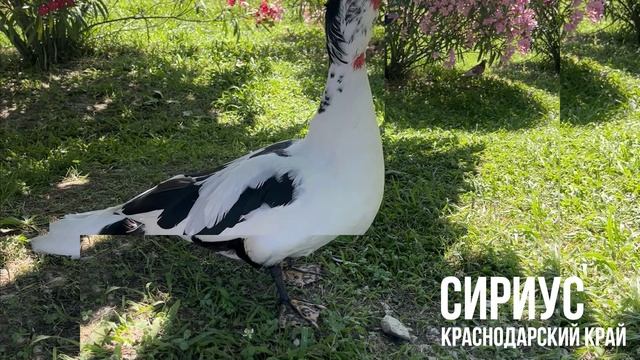 СИРИУС