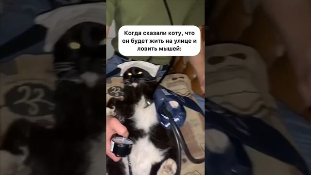 Мы в ВК https://vk.com/life_of_cats