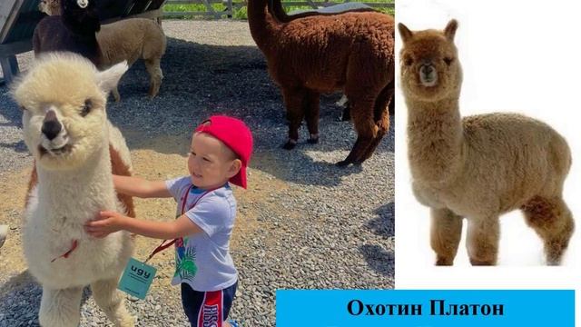 Всемирный день защиты животных