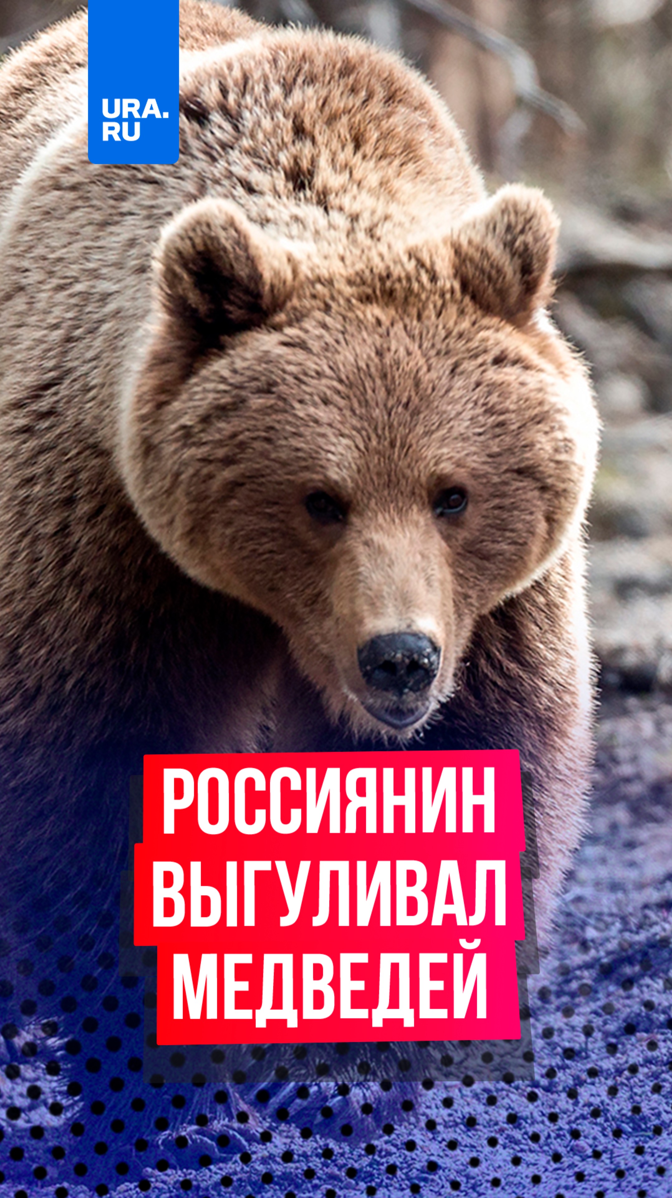 «Лишь бы до меня не добралась»: россиянин вывел семейство медведей на прогулку