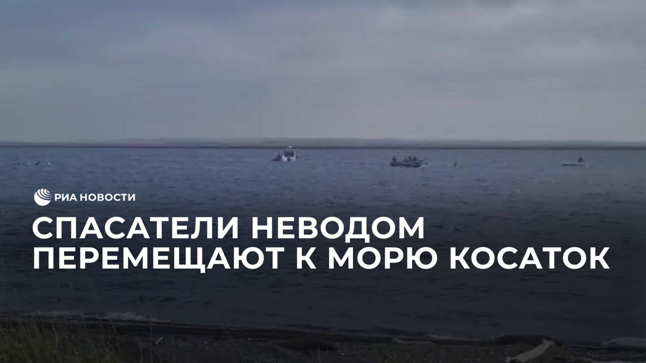 Спасатели неводом перемещают к морю косаток