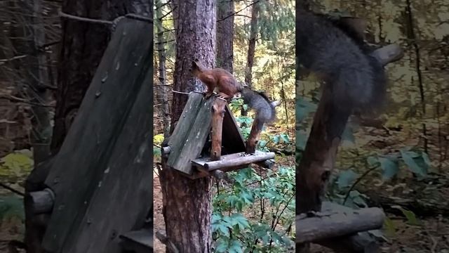 пушистый хвостик