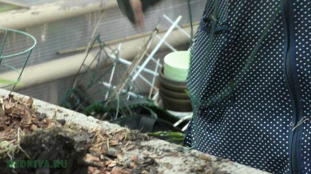 Аглаоморфа Aglaomorpha деление папоротника.