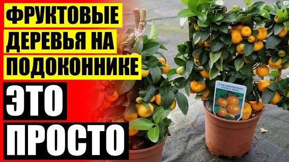 ❌ ДОМАШНЕЕ ДЕРЕВО В ГОРШКЕ ДОМА 😎 МИНИДЕРЕВО В ГОРШОЧКЕ ПЛОДОНОСНОЕ КУПИТЬ В СПБ