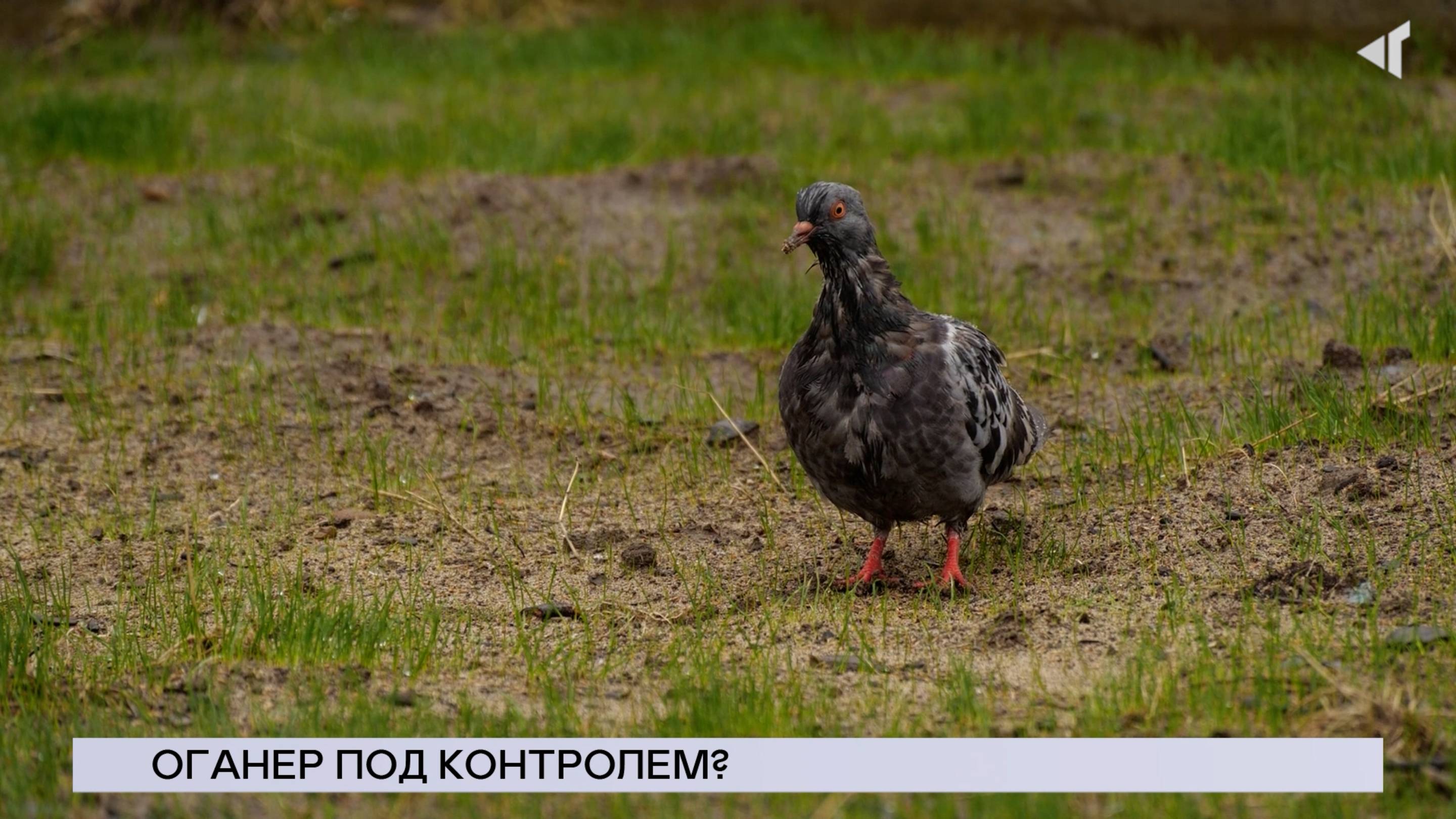 НОВОСТИ СЕВЕРНОГО ГОРОДА, 03.10.2024