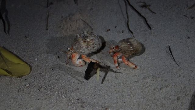 Раки-отшельники (Coenobita perlatus) @  Бандос, Мальдивы