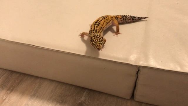Сказка кот в сапогах