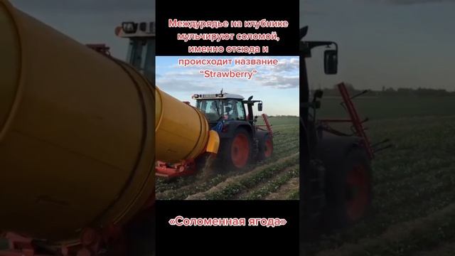 вот почему клубника- соломенная ягода