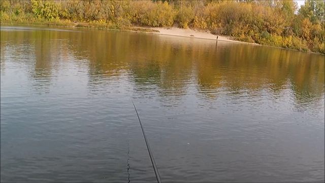 РЫБОЛОВ ИВАНОВИЧ .ГОЛАВЛЬ, ГУСТЁРКА И СОРОЖКА.