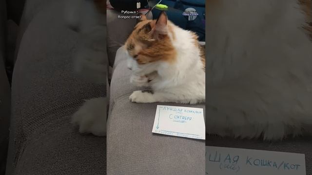 Самая лучшая кошка или кот СЕНТЯБРЯ является... | Симка и Алиса Rutube