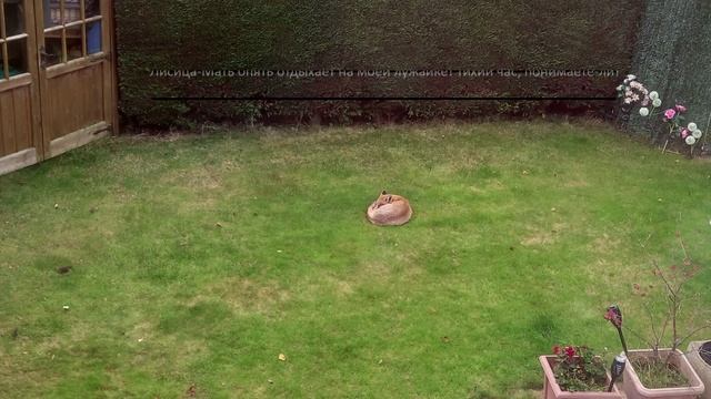 Лисица-Мать на лужайке