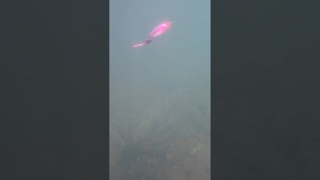 как работают мухи под водой #рыбалка #fishing #ловлярыбы #рыбаки #нахлыст #рыбалкавидео