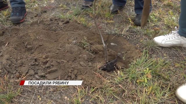 100 саженцев рябины появились на территории пансионата для пожилых людей «Нарата»