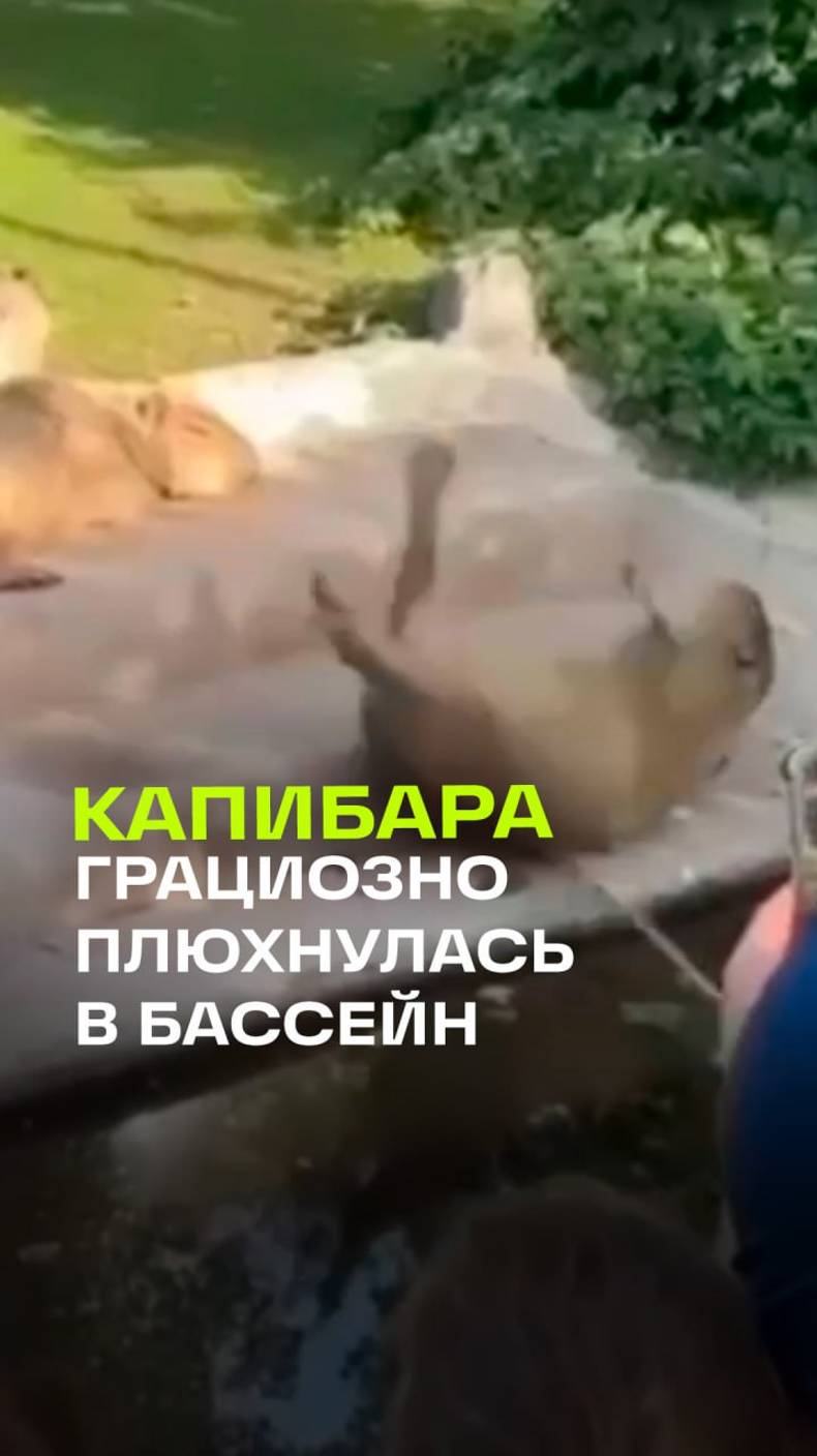 Капибара грациозно плюхнулась в бассейн