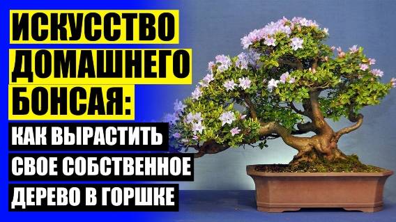 👍 Напольное дерево в горшке ⚠ Бонсай дерево живое своими руками инструкция по уходу