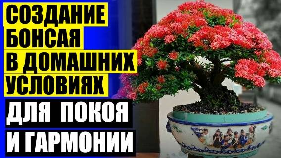 🔔 Купить комнатные цветы в томске 💡 Купить бонсай в крыму