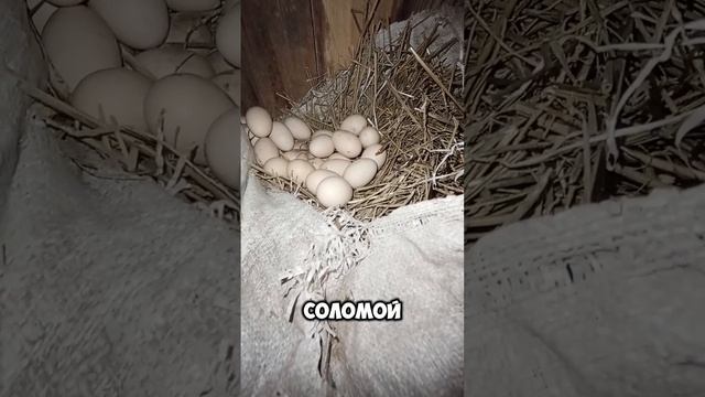 Курица устроила склад яиц в неположенном месте