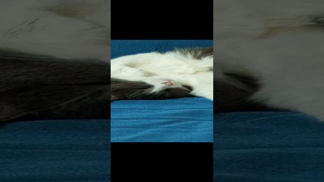 Полный релакс🐱😃😊