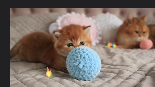 котята_Арсений