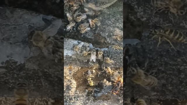 Супер убийцы на водопое #пчела #пчелосемья #пасека #мед #мёд #матка #улей #деревня #природа #bee