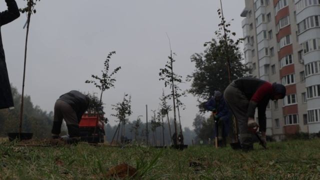 В городе Смоленске началась высадка новых зелёных насаждений.