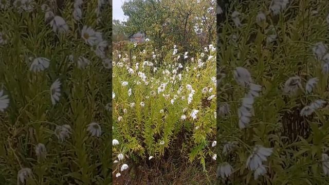 Осенние цветы очень радуют в плохую погоду