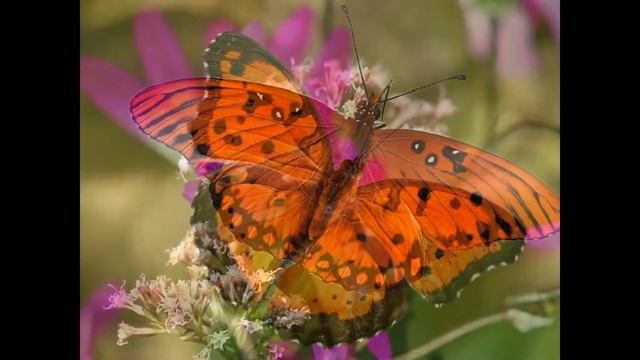 Beautiful butterflies Красивые бабочки