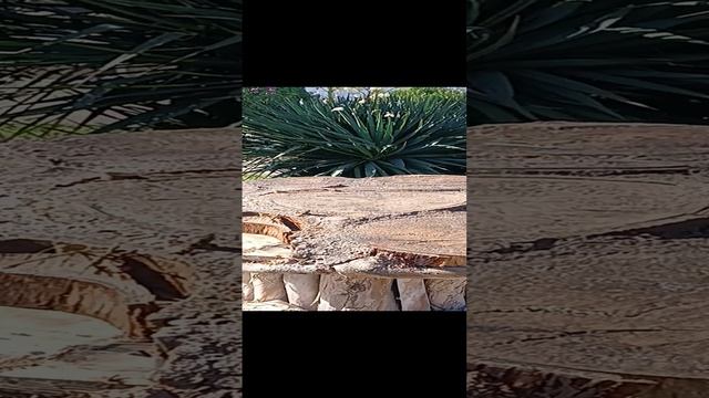 Джек-Рассел Жасмин 🐕- Волшебница.mp4