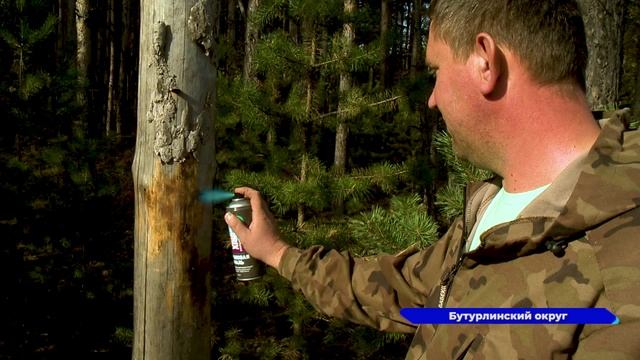 Лесные эксперты борются с корневой губкой в лесах нижегородской области