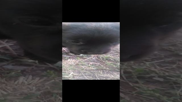 VID_20241004_164256.mp4