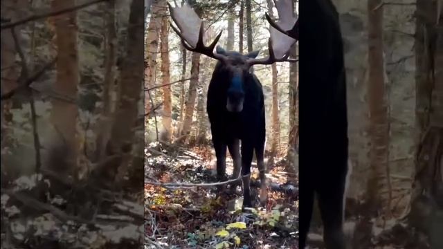 Ежедневно лоси🦌 поедают около 25 кг пищи, но, оголодав, могут съесть за один присест и вдвое больше