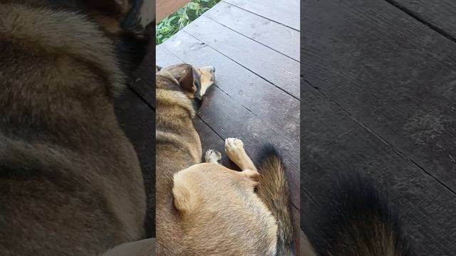 Лень - великая сила #пчела #пчелосемья #пасека #мед #мёд #матка #улей #деревня #природа #bee