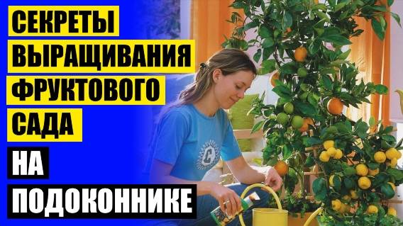 🔥 Купить карликовые плодовые деревья ⛔ Мини деревья мандарин