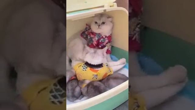 Батя в поисках своего места в многодетной семье