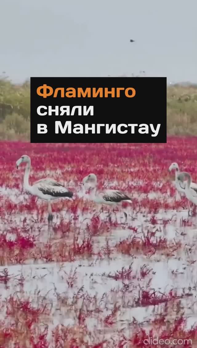 Фламинго сняли в Мангистау