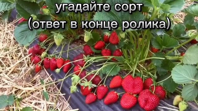 угадайте сорт клубники