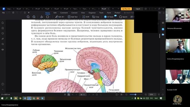 9 класс_2_4.10_Б_Головной мозг