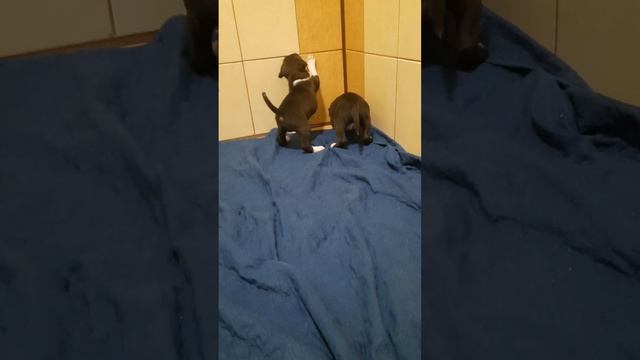щеночки стаффордширского терьера.