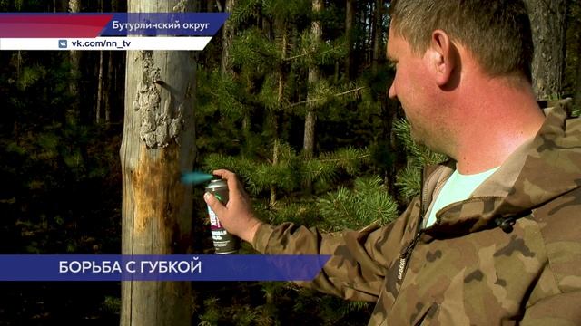 Лесные эксперты борются с корневой губкой в лесах нижегородской области