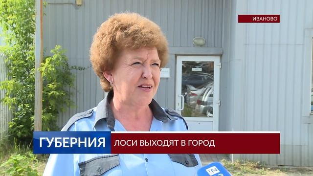 2019 06 10 ВИДЕО ЛОСИ ВЫХОДЯТ В ГОРОД