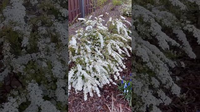 Растения, которые не боятся заморозков.