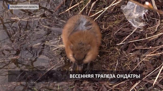 2016 04 11 СВОИМИ ГЛАЗАМИ Ондатра HD