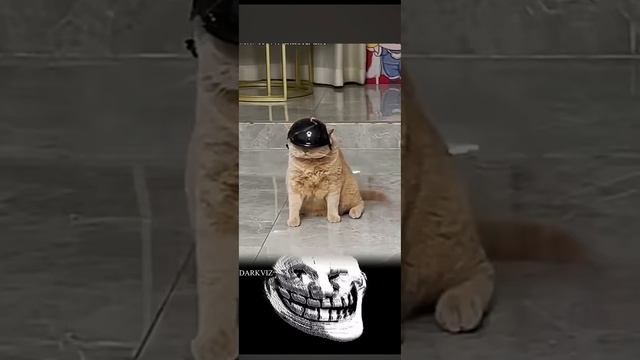 ЭТОТ КОТ МОНСТР