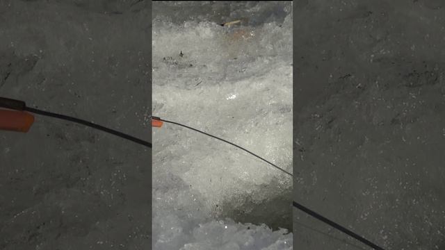 Выход зимнего крася