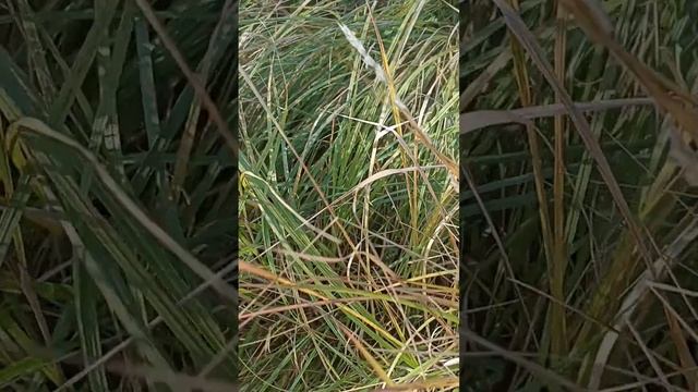 когда сажать деревья #пчела #пчелосемья #пасека #мед #мёд #матка #улей #деревня #природа #bee