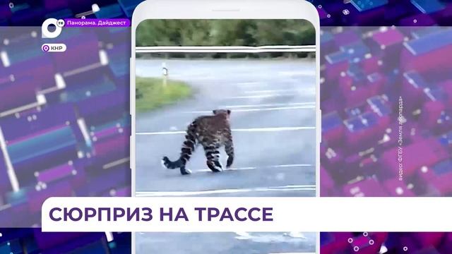 Редкий пятнистый красавец леопард показался туристам в Китае