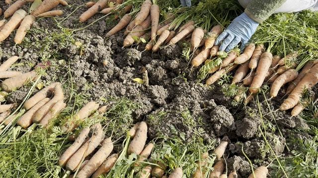 УРОЖАЙ МОРКОВИ ПОРАДОВАЛ.КАКИЕ СОРТА Я ПОСЕЯЛА И КАК ОНИ СЕБЯ ПОКАЗАЛИ.