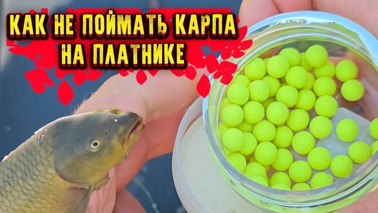 как не поймать КАРПА на платнике