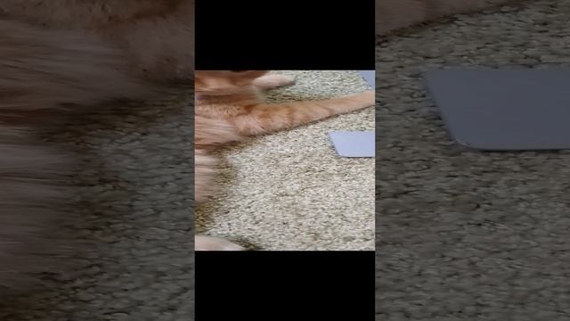 как невозможно не любить котов