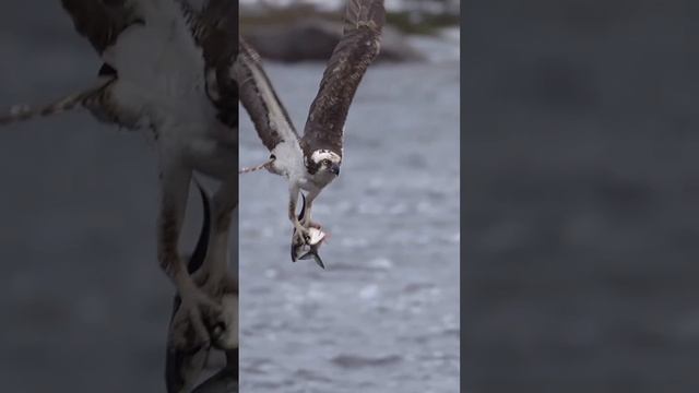 Скопа с тройным уловом.